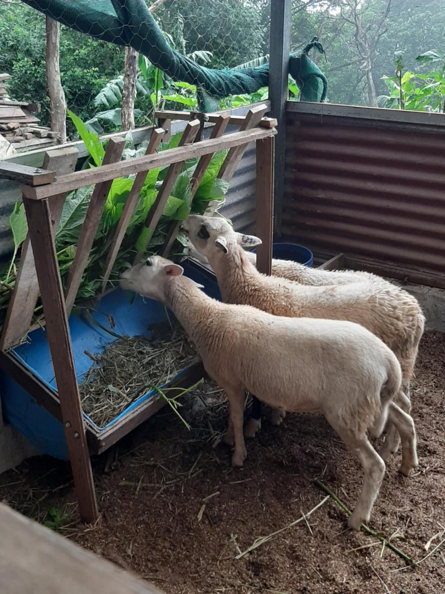 Granja Los Campesinos Monteverde Eksteriør billede
